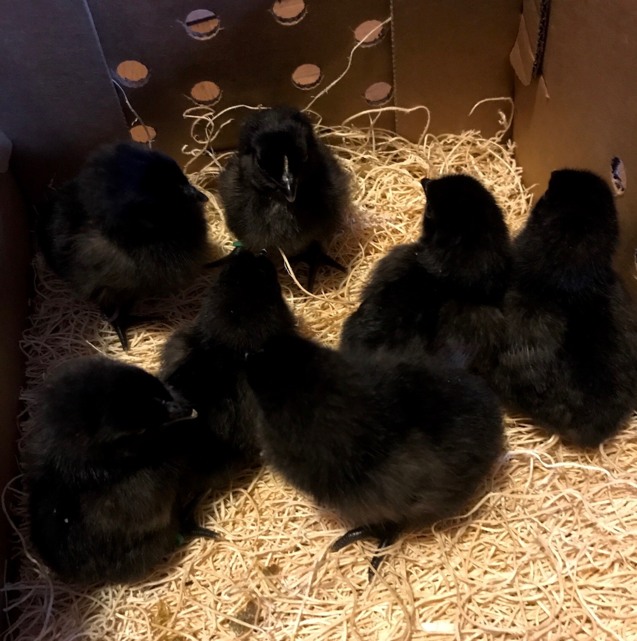 Baby Chicks: Ayam Cemani - My Pet Chicken